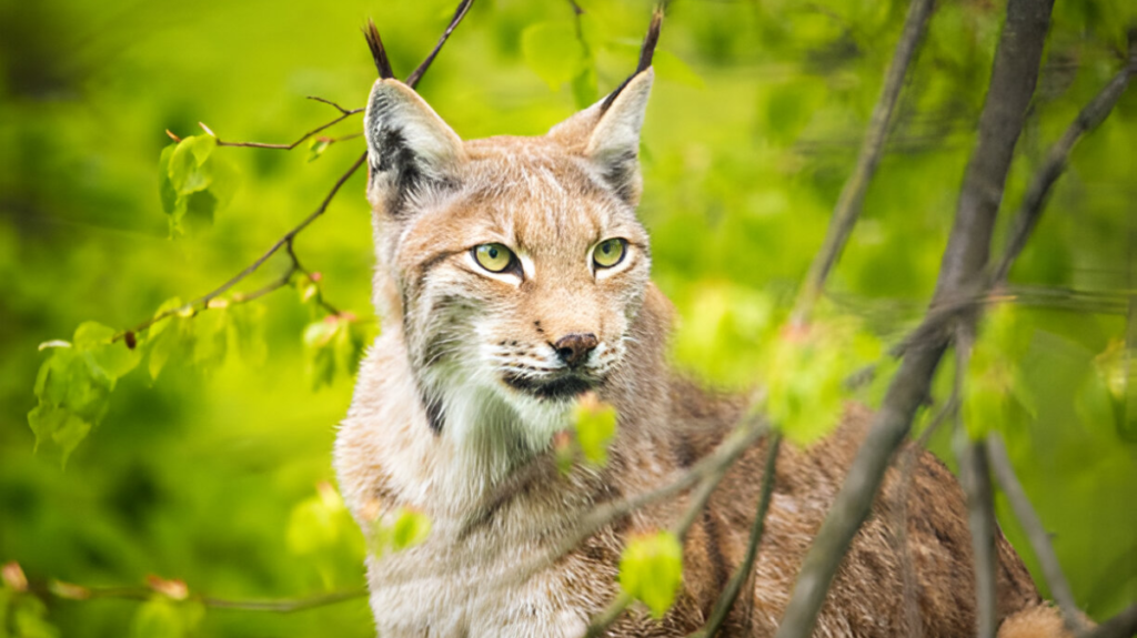 Spiritual Meaning of Lynx