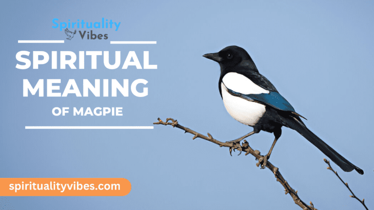 Spiritual Meaning of Magpie