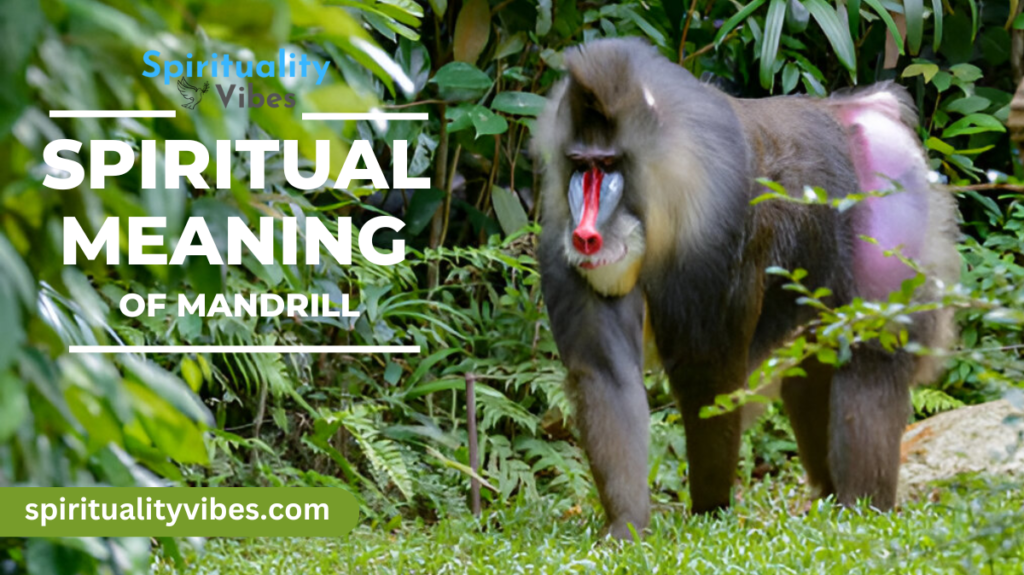 Spiritual Meaning of Mandrill