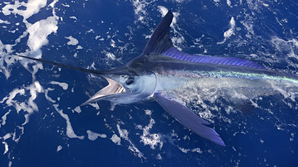 Spiritual Meaning of Marlin