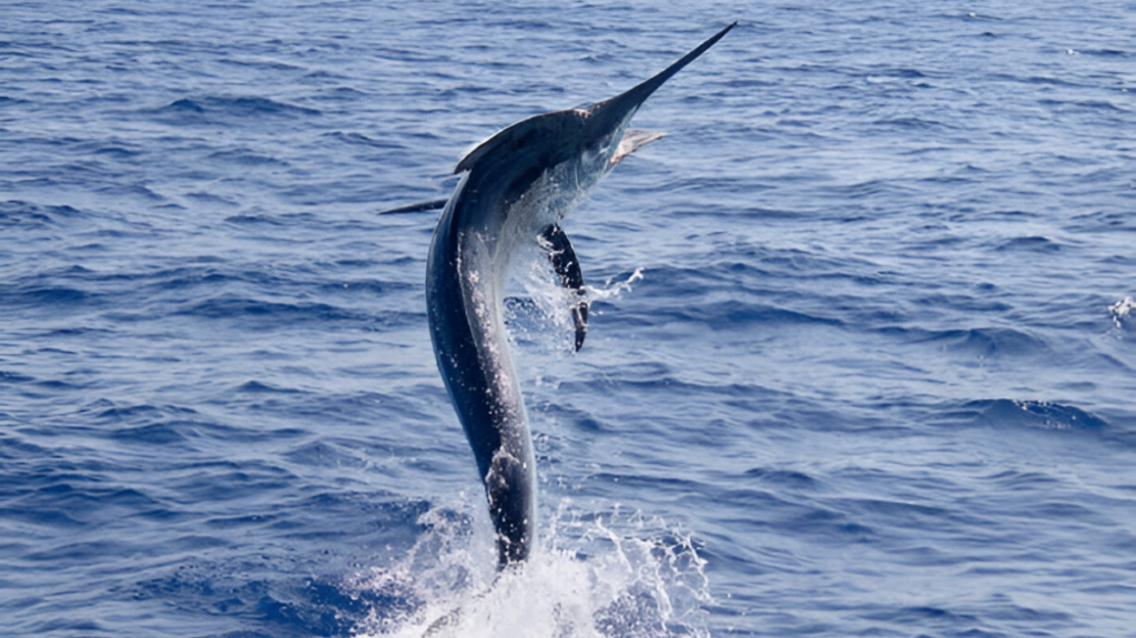 Spiritual Meaning of Marlin