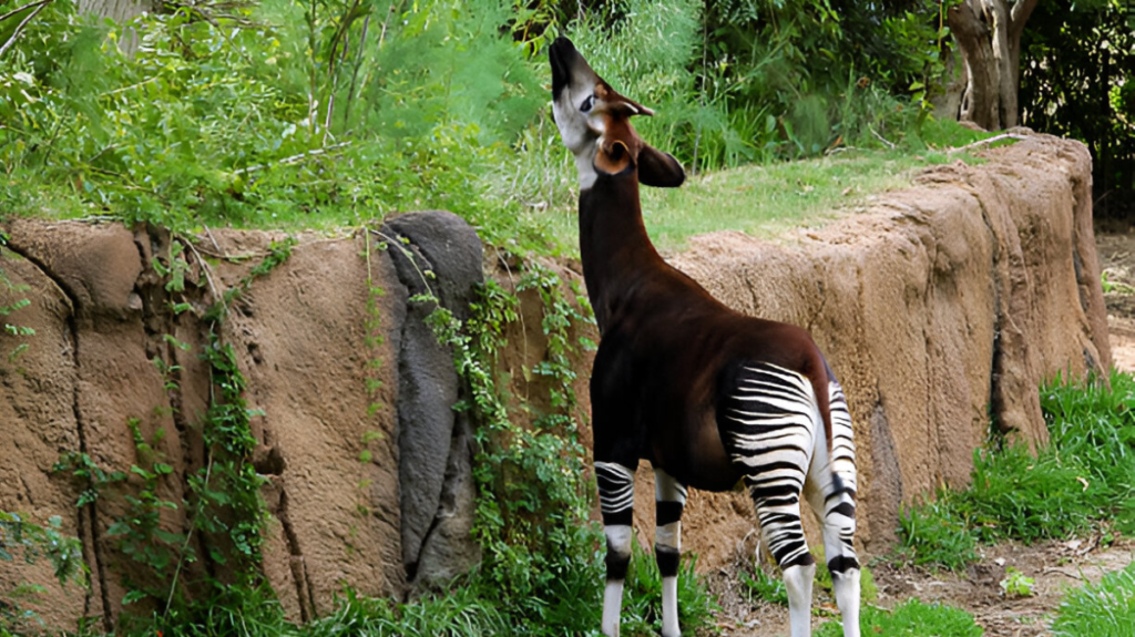 Spiritual Meaning of Okapi