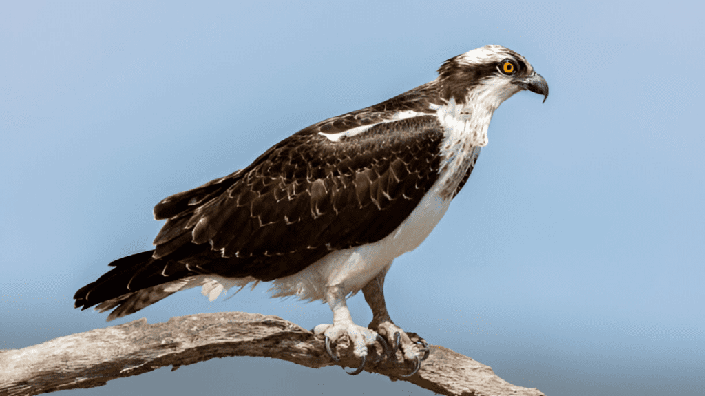 Spiritual Meaning of Osprey