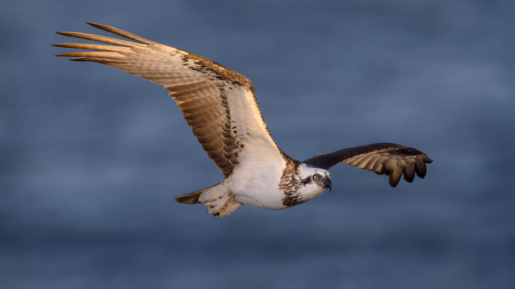 Spiritual Meaning of Osprey