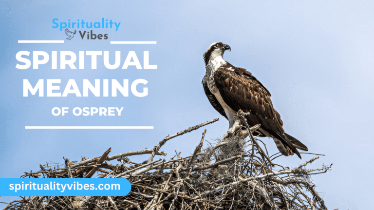 Spiritual Meaning of Osprey