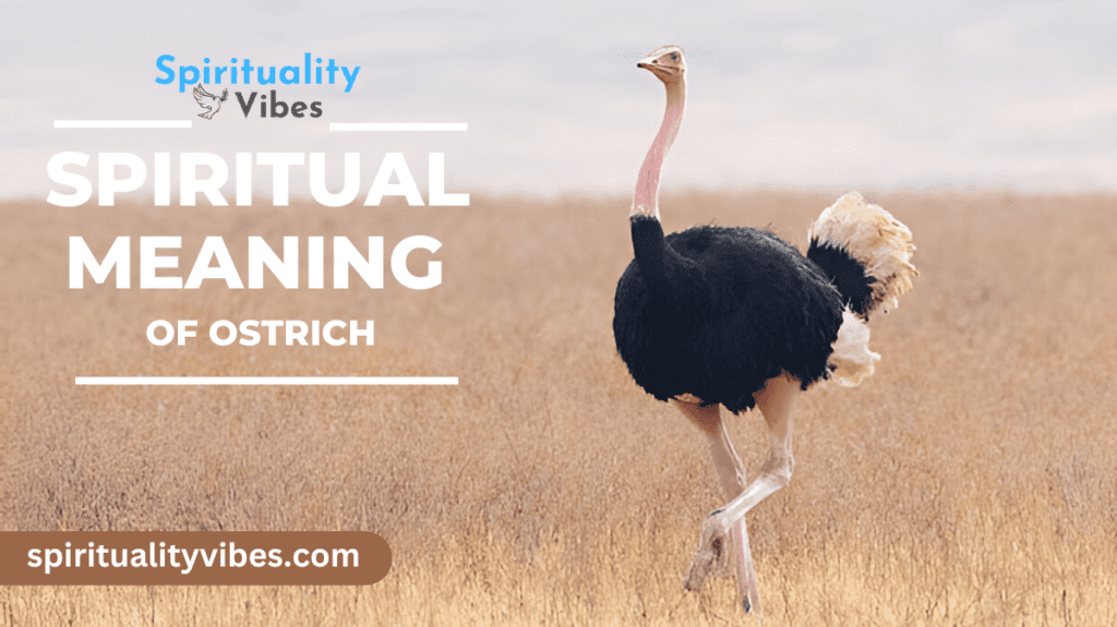 Spiritual Meaning of Ostrich