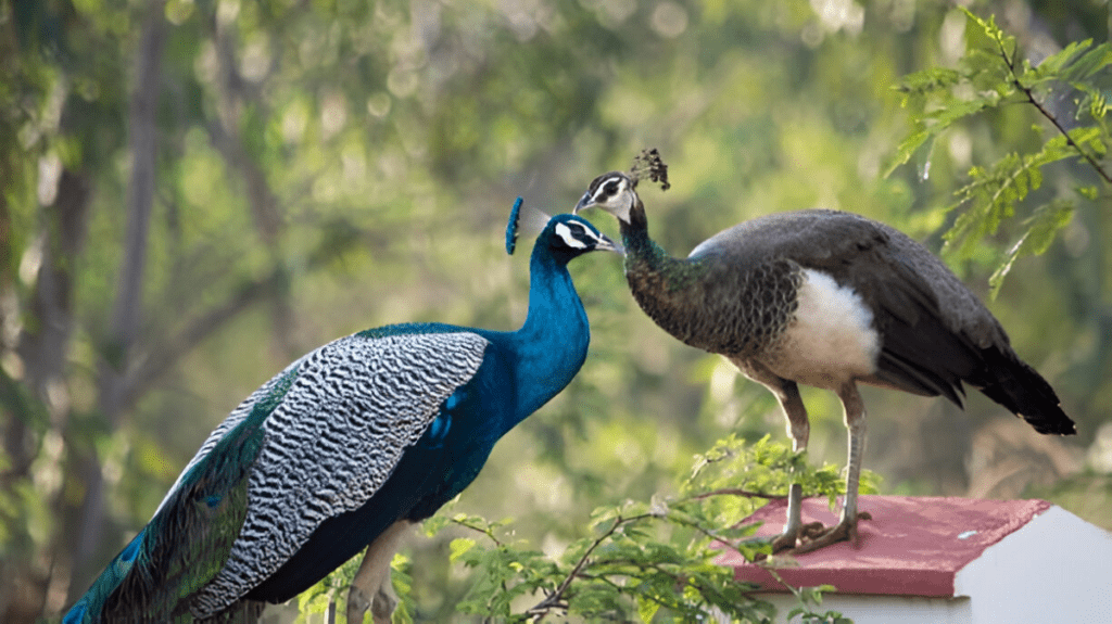 Spiritual Meaning of Peacock