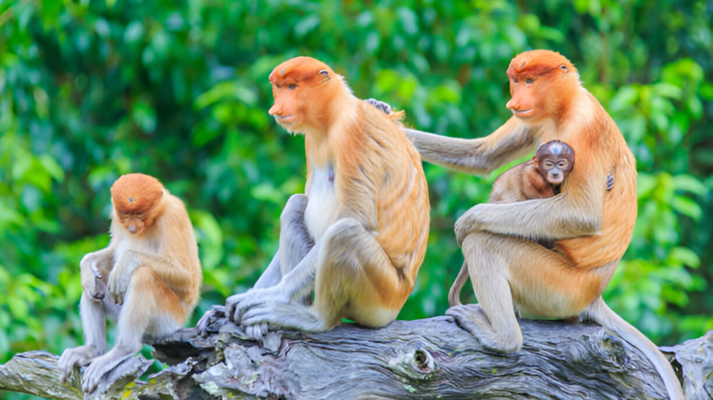 Spiritual Meaning of Proboscis Monkey