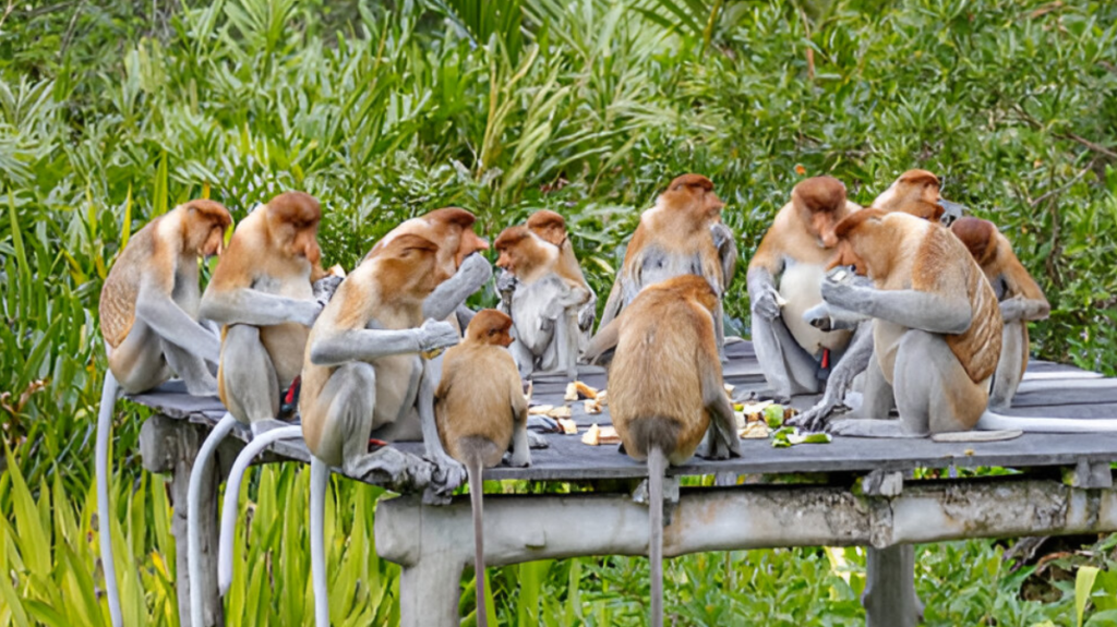 Spiritual Meaning of Proboscis Monkey