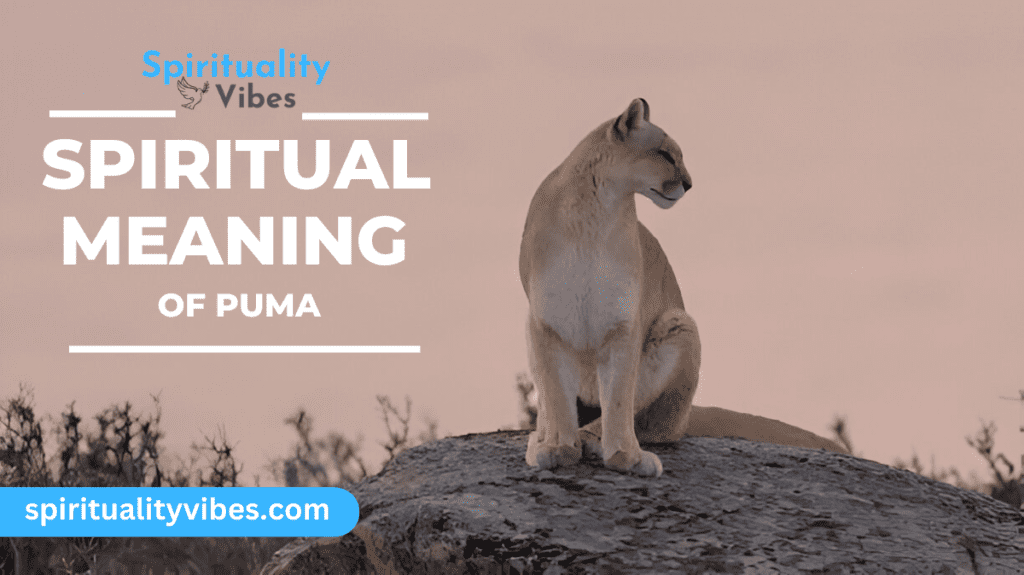 Spiritual Meaning of Puma