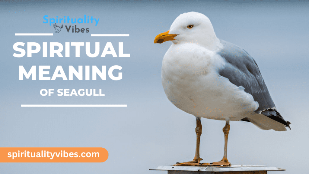 Spiritual Meaning of Seagull