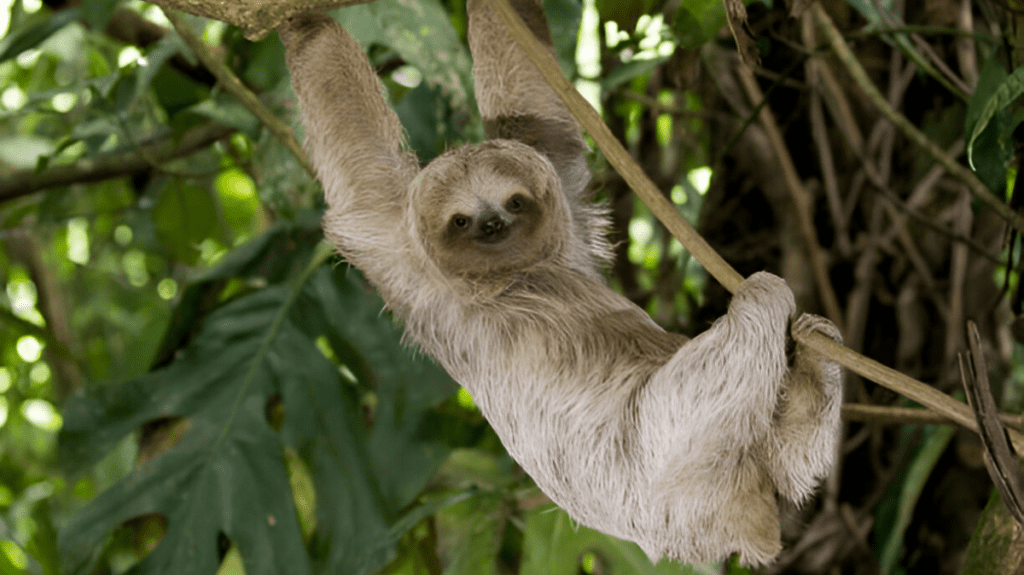 Spiritual Meaning of Sloth