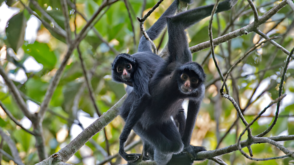 Spiritual Meaning of Spider Monkey