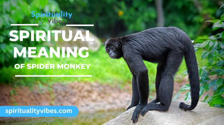 Spiritual Meaning of Spider Monkey