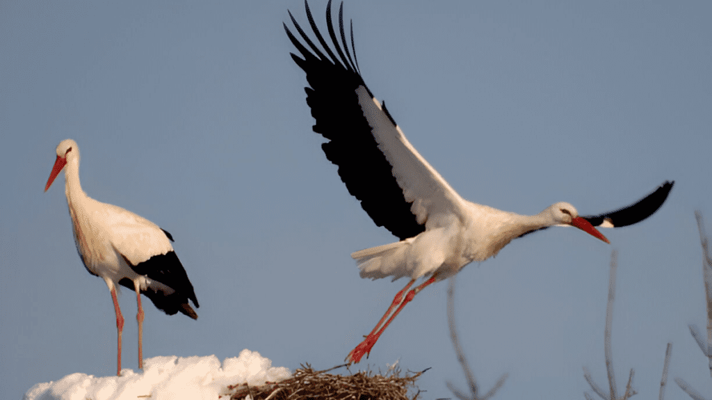 Spiritual Meaning of Stork