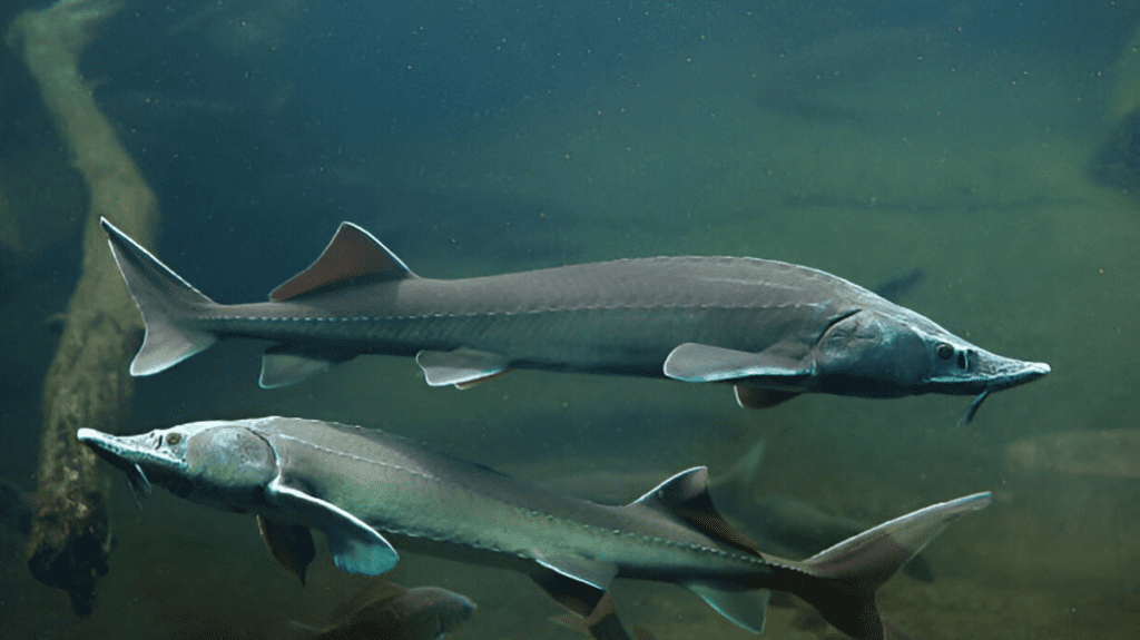 Spiritual Meaning of Sturgeon