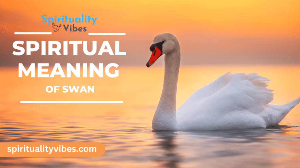 Spiritual Meaning of Swan