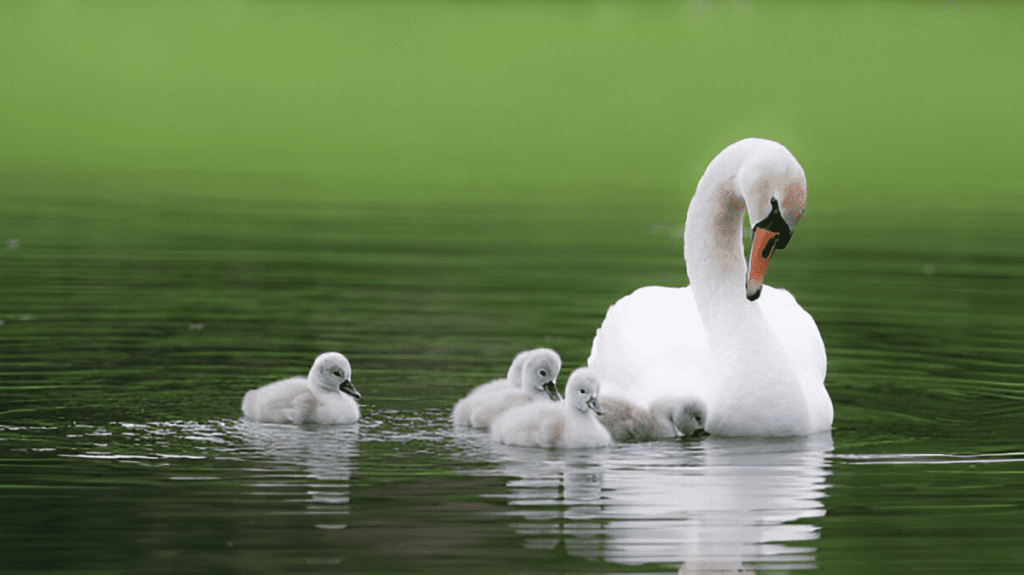 Spiritual Meaning of Swan