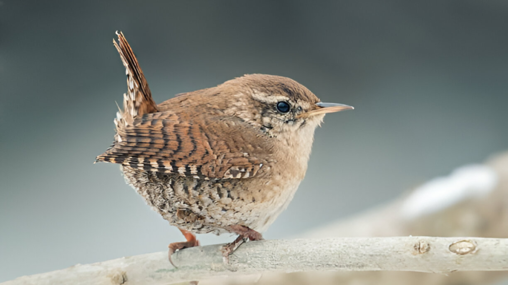 Spiritual Meaning of Wren