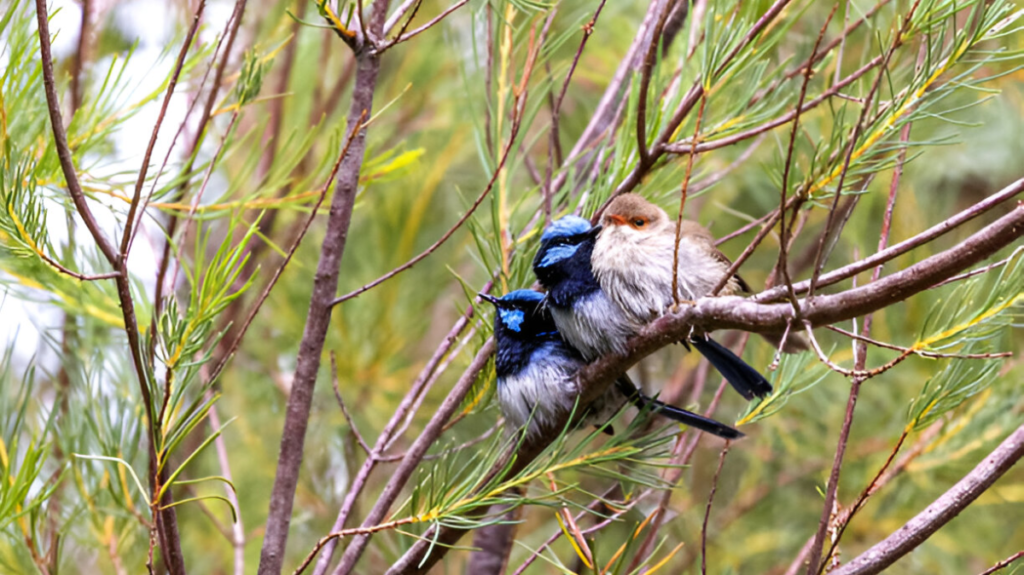 Spiritual Meaning of Wren