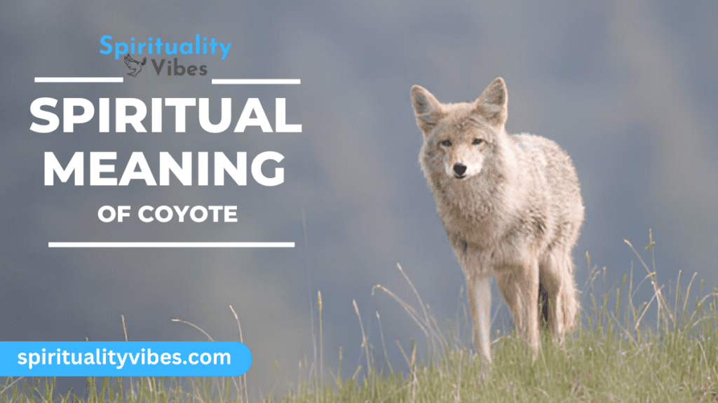 Spiritual Meaning of coyote