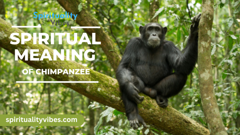 Spiritual Meaning of Chimpanzee