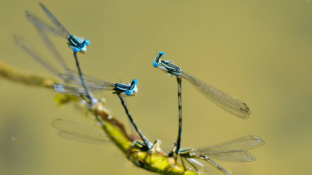 Spiritual Meaning of Damselfly