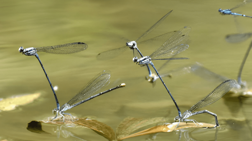 Spiritual Meaning of Damselfly