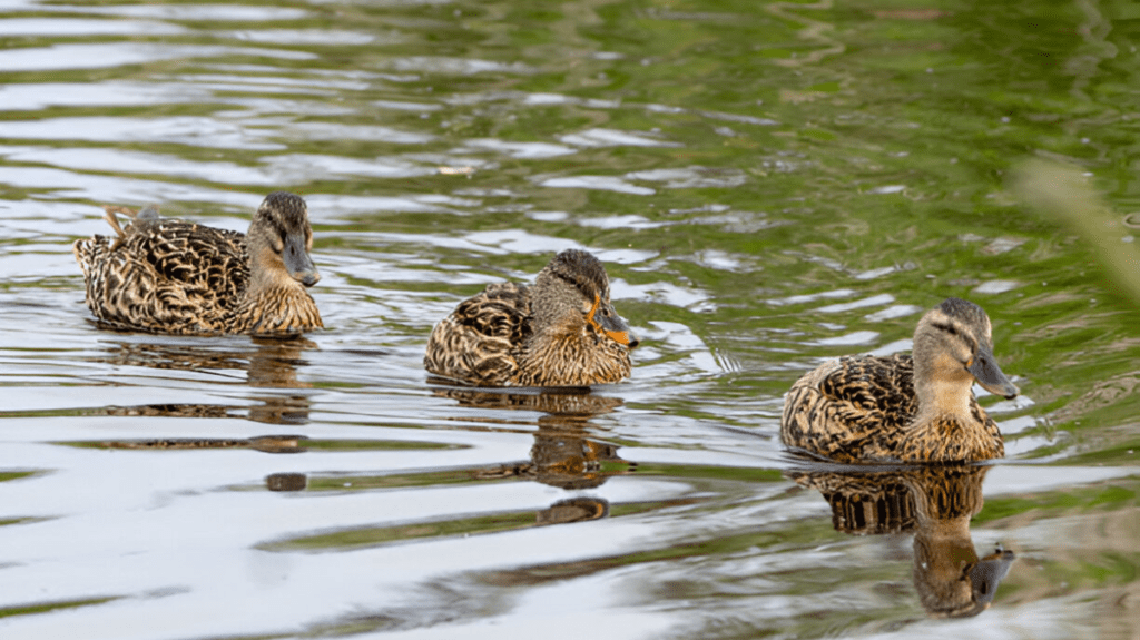 Spiritual Meaning of Gadwall