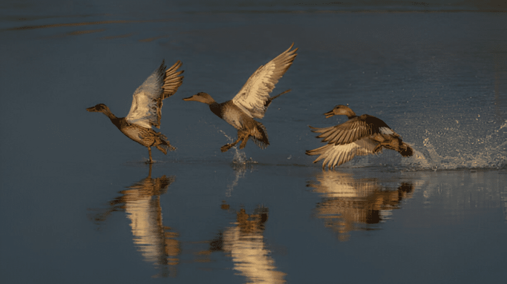 Spiritual Meaning of Gadwall