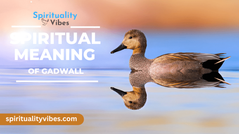 Spiritual Meaning of Gadwall