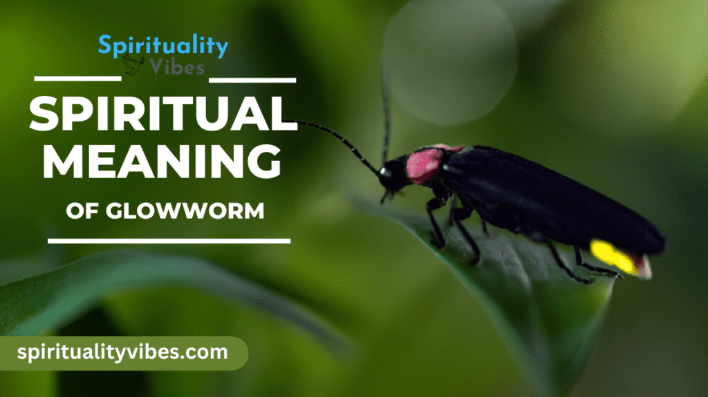 Spiritual Meaning of Glowworm