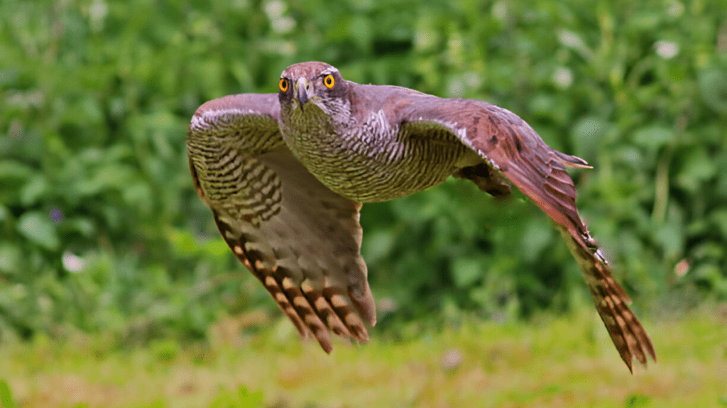 Spiritual Meaning of Goshawk