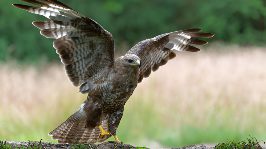 Spiritual Meaning of Goshawk