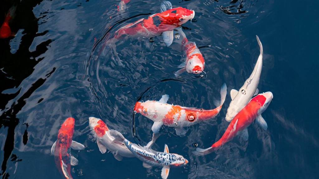 Spiritual Meaning of Koi