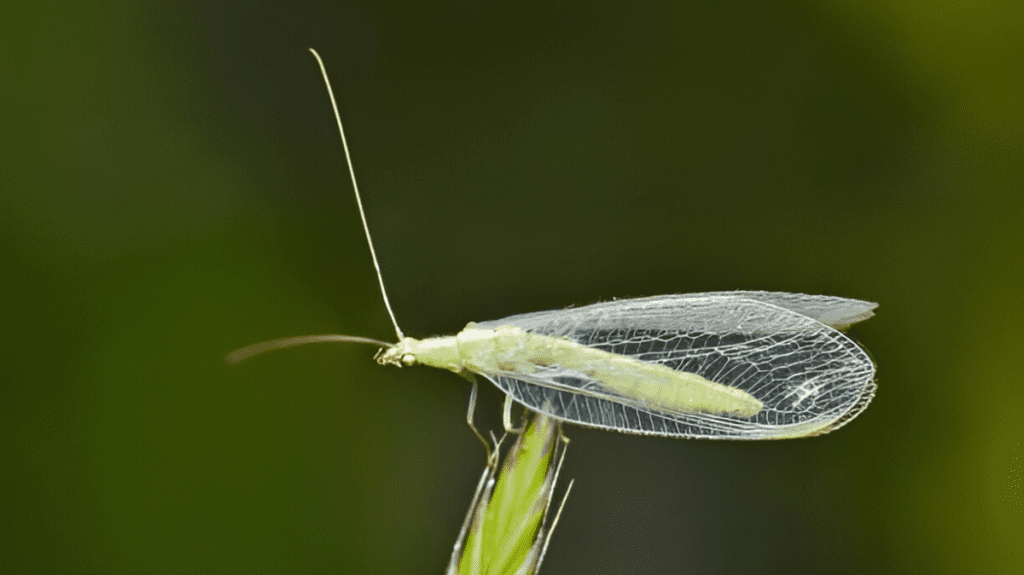 Spiritual Meaning of Lacewing