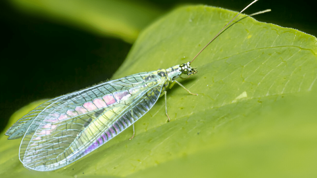 Spiritual Meaning of Lacewing