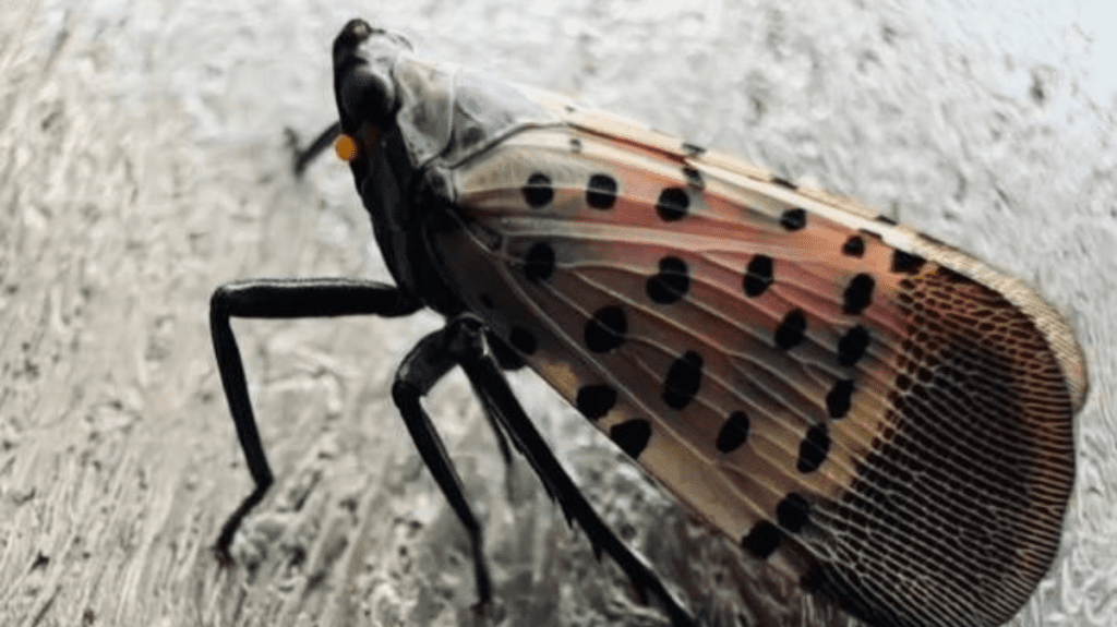 Spiritual Meaning of Lanternfly