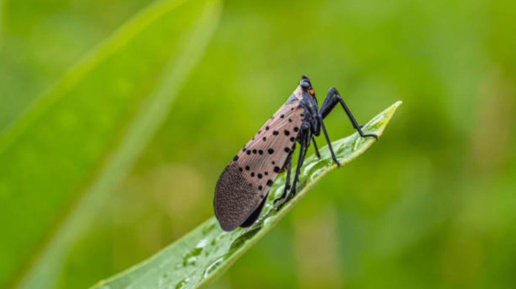 Spiritual Meaning of Lanternfly