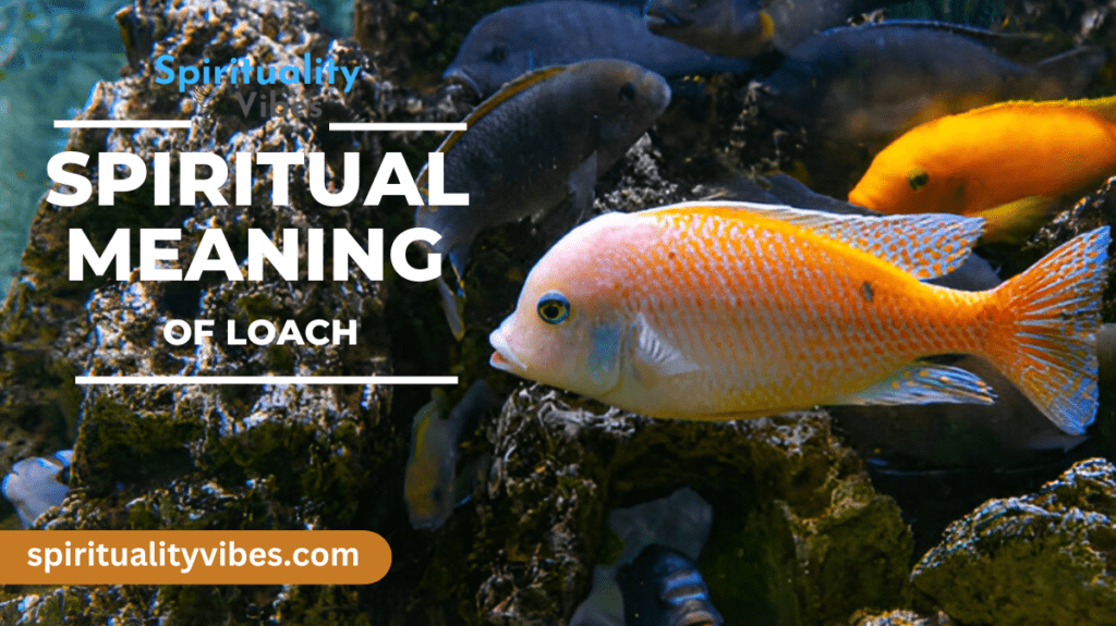 Spiritual Meaning of Loach