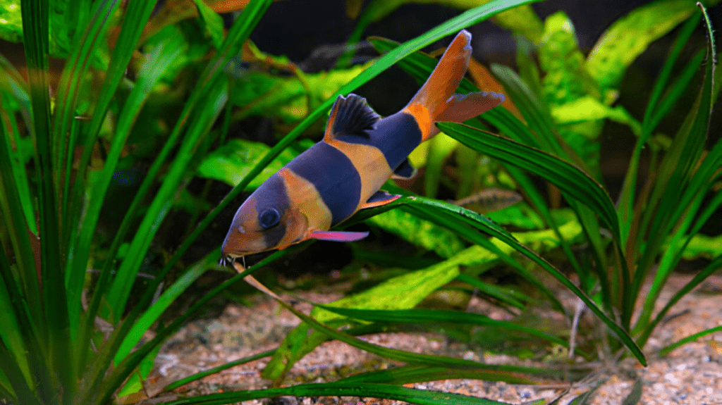 Spiritual Meaning of Loach