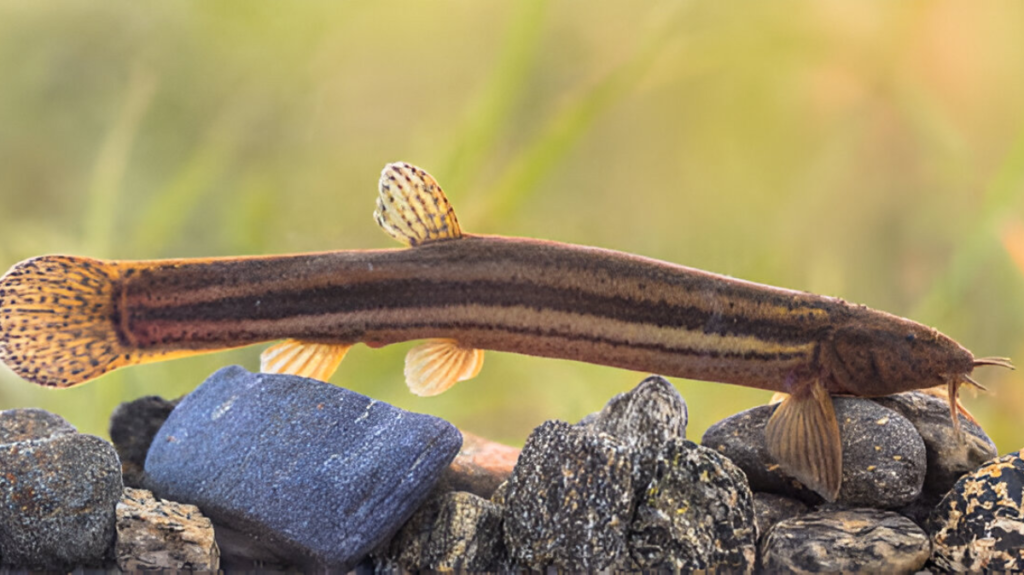 Spiritual Meaning of Loach