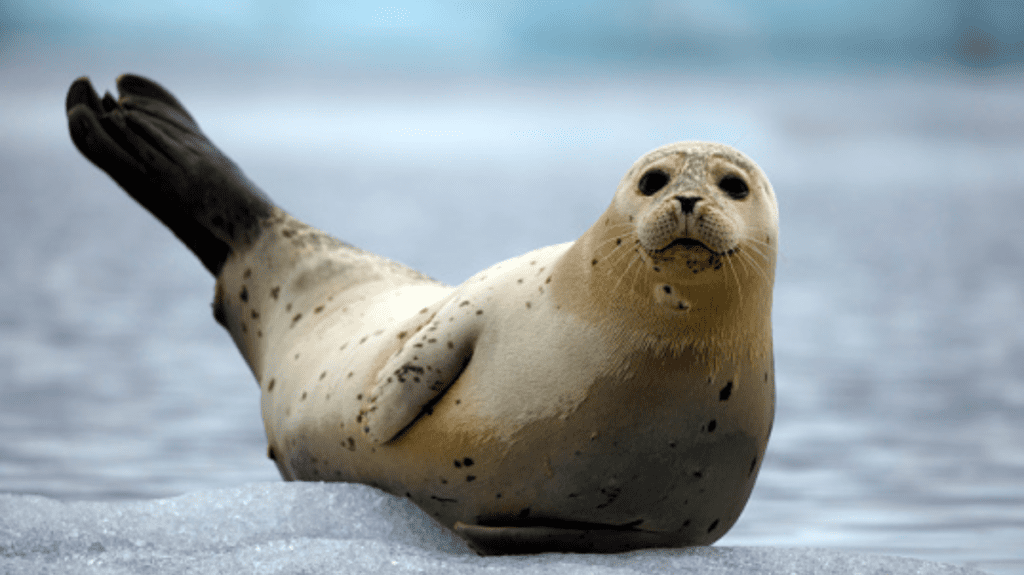 Spiritual Meaning of Seal