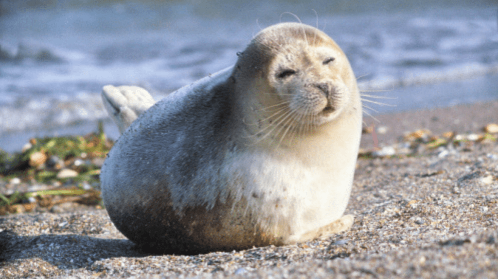 Spiritual Meaning of Seal