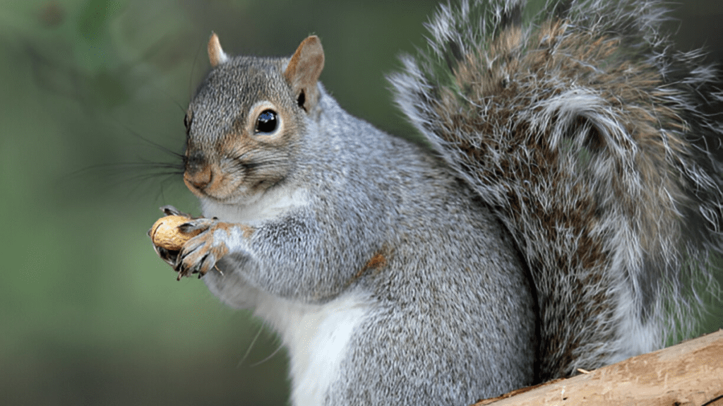 Spiritual Meaning of Squirrel