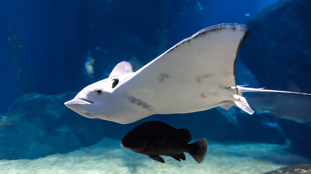 Spiritual Meaning of Stingray