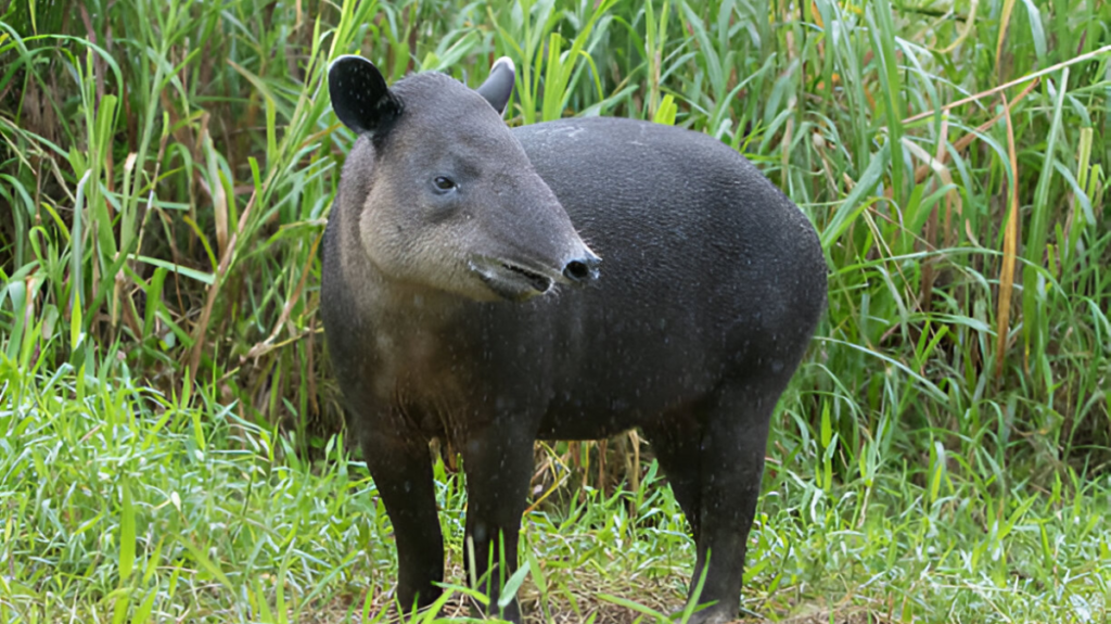 Spiritual Meaning of Tapir