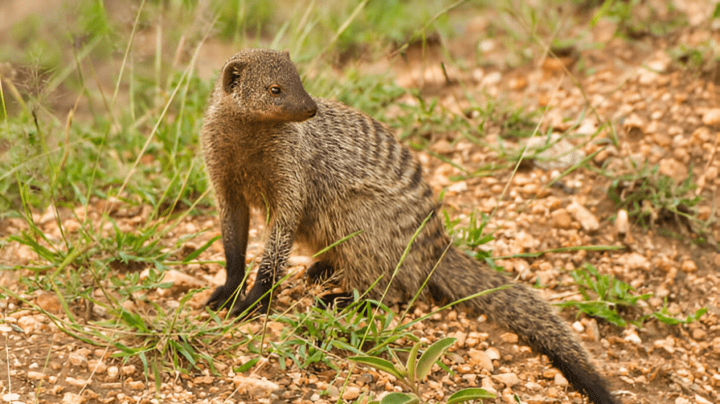 Spiritual Meaning of Tenrec