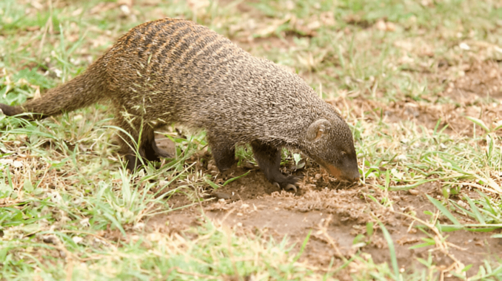 Spiritual Meaning of Tenrec