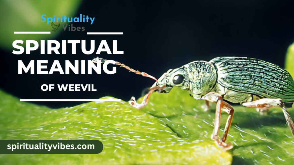 Spiritual Meaning of Weevil